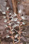 Allegheny spurge